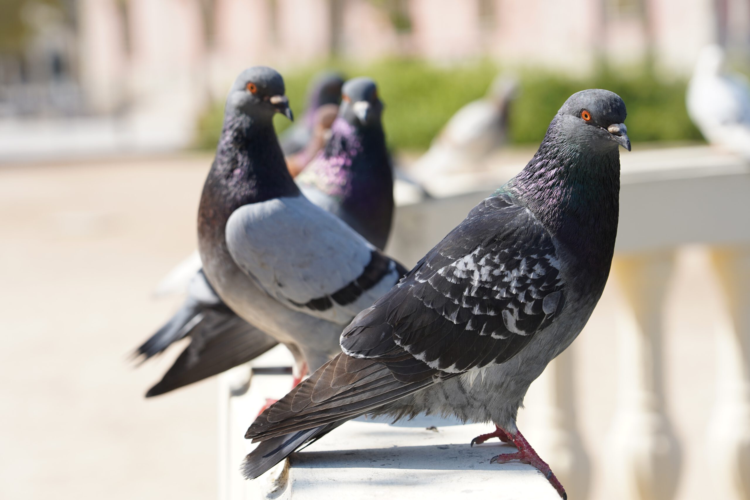 A closeup selective focus shot of pigeons in a park with greenery on the background